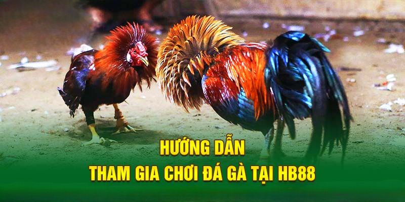 Hướng dẫn tham gia trải nghiệm Đá gà HB88