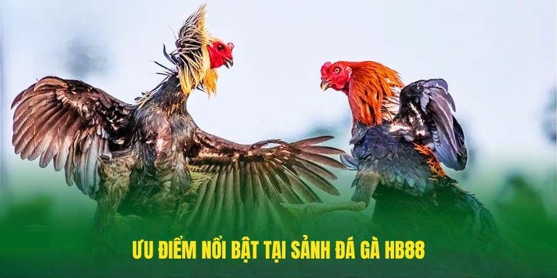 Ưu điểm nổi bật tại Sảnh Đá gà HB88