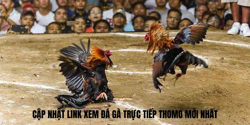 Cập nhật link xem Đá gà trực tiếp thomo mới nhất