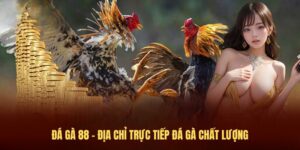 Đá gà 88 là thương hiệu chuyên cung cấp các trận đá gà trực tiếp chất lượng