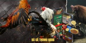 Đá gà thomo hb88