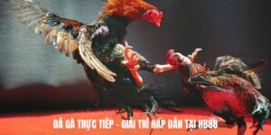 Đá gà trực tiếp tại hb88