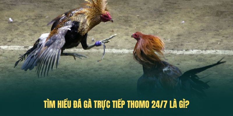 Tìm hiểu đá gà trực tiếp thomo 24/7 là gì?