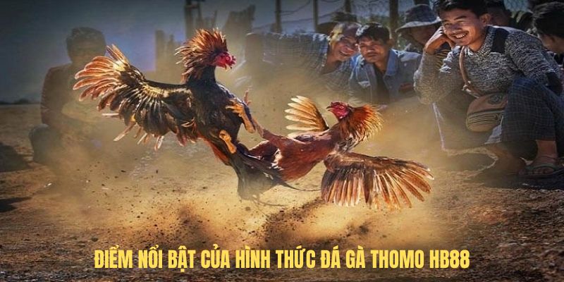 Điểm nổi bật của hình thức Đá gà thomo HB88