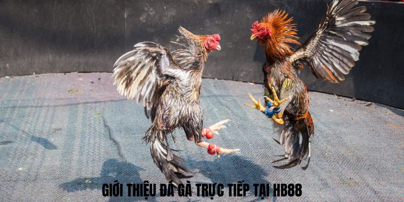 Giới thiệu Đá gà trực tiếp tại HB88