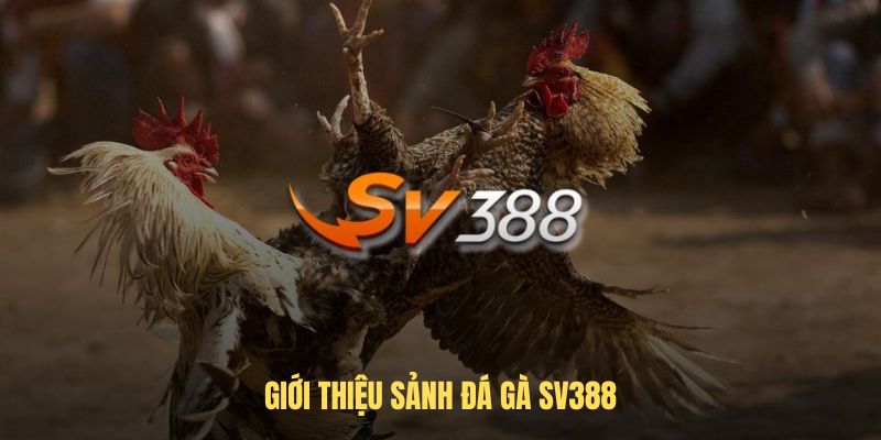 Giới thiệu sảnh đá gà SV388