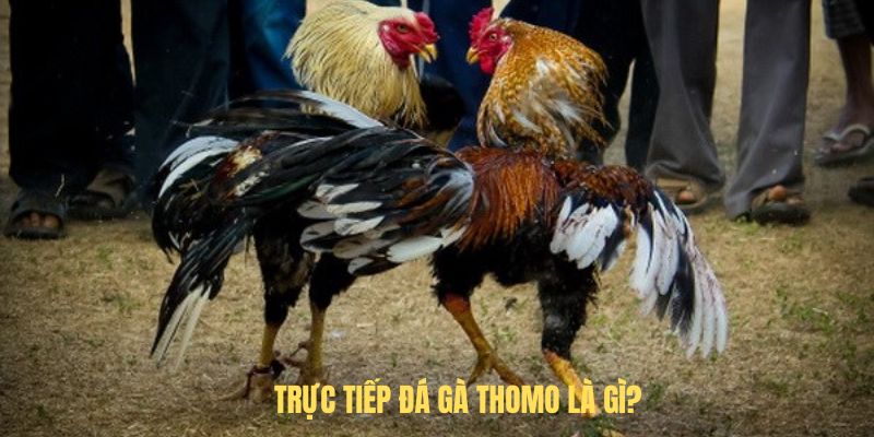 Trực tiếp đá gà thomo là gì?