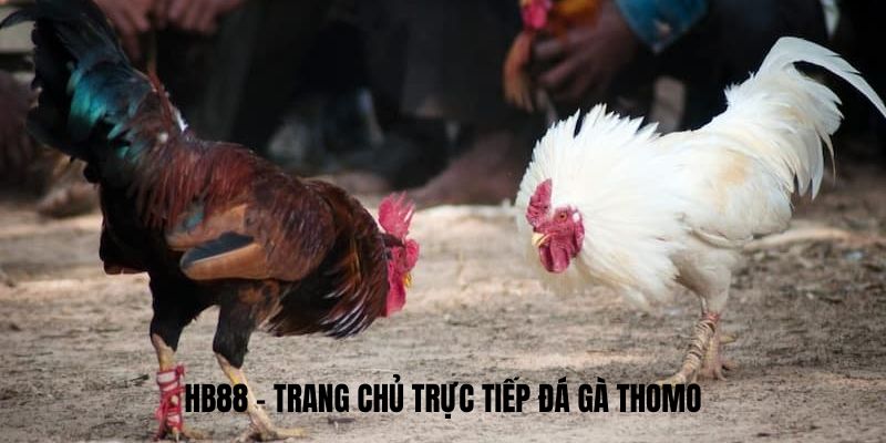 HB88 - Trang chủ Trực tiếp đá gà thomo