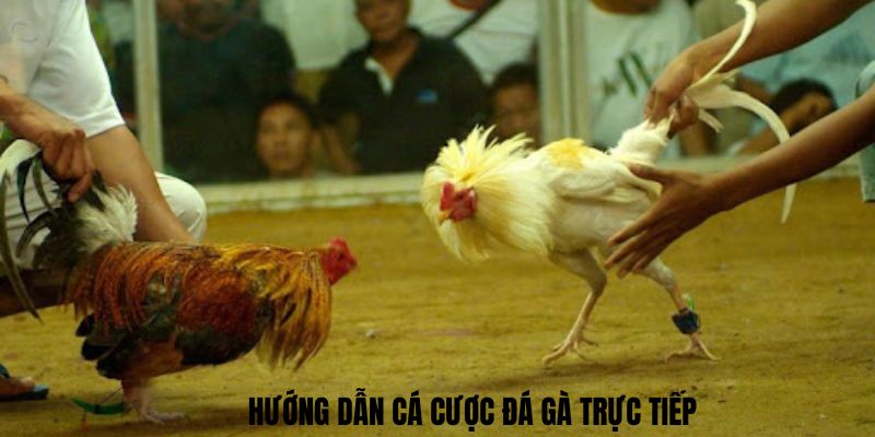 Hướng dẫn cá cược đá gà trực tiếp