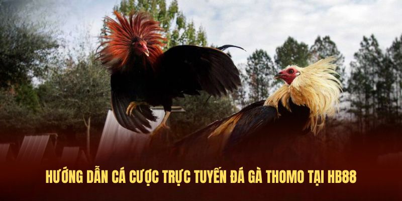 Hướng dẫn Cá cược trực tuyến đá gà thomo tại HB88