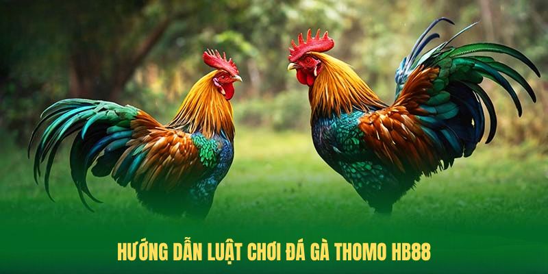 Đá Gà Thomo Trực Tuyến: Theo Dõi Những Trận Đấu Hấp Dẫn Tại Hb88