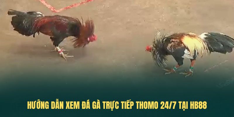 Hướng dẫn xem đá gà trực tiếp thomo 24/7 tại HB88