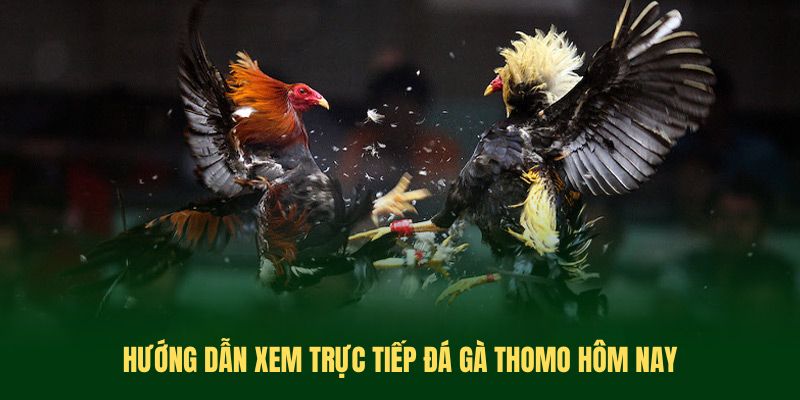 Hướng dẫn xem trực tiếp đá gà thomo hôm nay