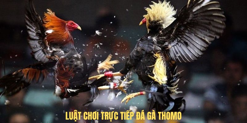 Luật chơi trực tiếp đá gà thomo