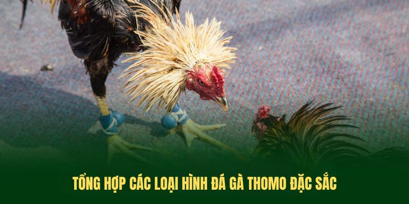 Tổng hợp các loại hình đá gà thomo đặc sắc