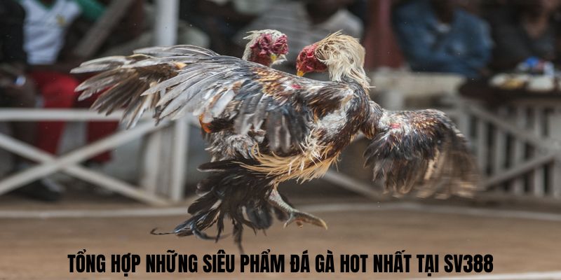 Tổng hợp những siêu phẩm đá gà hot nhất tại SV388