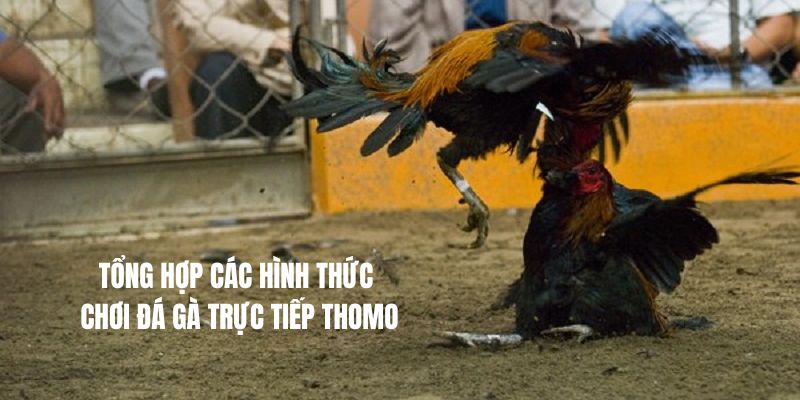 Tổng hợp các hình thức chơi đá gà trực tiếp Thomo