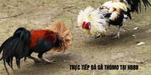 trực tiếp đá gà Thomo