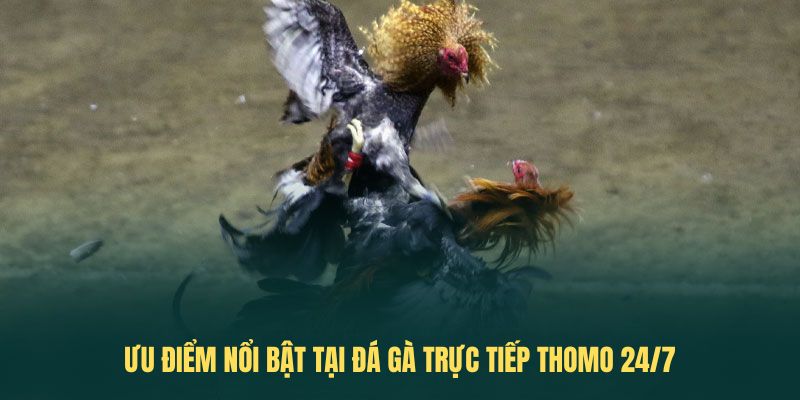 Ưu điểm nổi bật tại đá gà trực tiếp thomo 24/7