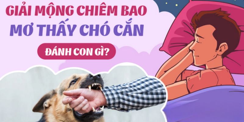 Tổng hợp các con số may mắn khi mơ thấy chó cắn