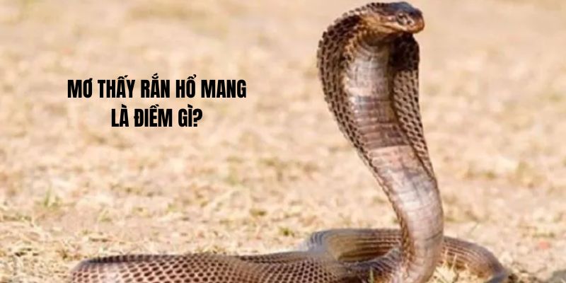 Mơ thấy rắn hổ mang là điềm gì?