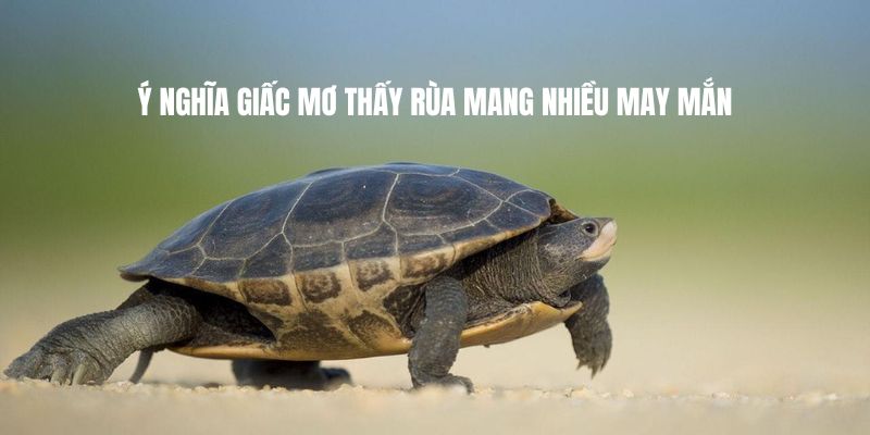 Ý nghĩa giấc mơ thấy rùa mang nhiều may mắn